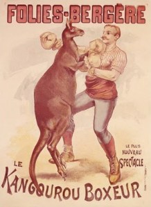 kangourou boxeur